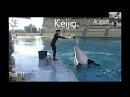 DCP Deep Dive: Creative Dolphins – Killer Whales vs Dolphins