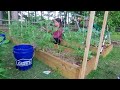 CHEAP and EASY tomato trellis tutorial | Maximize your garden space. Grow vertically!