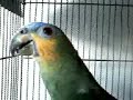 Papagaio rindo