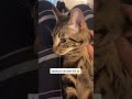 JEALOUS CAT COMPILATION