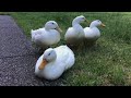 Four happy ducks…