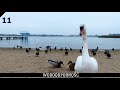 Łabędź niemy 13 mocnych ciekawostek 🦢 HD