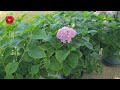 How to change the color of a hydrangea flower to blue or pink?