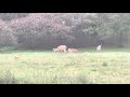 Triplets with Mom and chickens come in