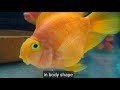 7 Way To Identify Male Or Female Parrot Fish