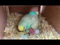 Baby Budgie Hatching