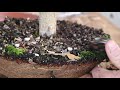 Weeping Willow Bonsai...All manner of work! Pt.1 BoneDry Bonsai