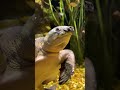 Meet the Pig-nosed Turtle: The Name Pretty Much Says It All