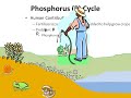 Biogeochemical Cycles (honors biology) updated