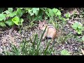 Chipmunk encounter