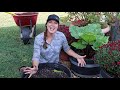 How To Grow Rhubarb In a Pot
