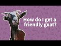 Raising Goats 101 🐐: Beginner FAQS