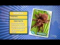 Tarantula 🕷️ | Amazing Animals