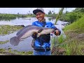 GIANT SNAKEHEAD..!! KEGANASAN IKAN TOMAN DI SUNGAI MATI AIR HITAM YANG TIDAK TERJAMAH