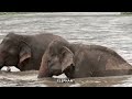 4K Ultra HD Scenic Animals Film