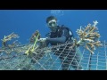 We live underwater (Biorock Coral Reef Restoration / Artificial Reef)