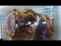Seafood tank full of colorful fish, lobster, crab and abalone | DeGeecuda