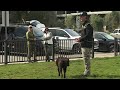 STOP Leash Pulling and Build a Bond with your DOG in One Session