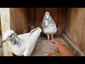My Main Madrasi Pigeon Breeders