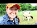 I GREW 1000lb OF BEEF (AS A BEGINNER) // Grass Fed How to raise feeder steers for meat as a beginner