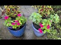 How to Plant Containers