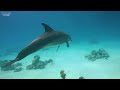 [NEW] 4HRS Stunning 4K Underwater Wonders - Relaxing Music, Coral Reefs, Fish, Colorful Sea Life #25
