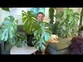 MONSTERA THAI CONSTELLATION - Plant Spotlight & Care Tips