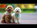 A Day in the Life of My TOY POODLES | Poodle Mom