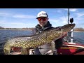 Fishing ULTRA SHALLOW Water For Spring Northern Pike