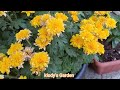 COMO CUIDAR los CRISANTEMOS para que se LLENEN de FLORES | PLANTAS | FLORES | JARDINES |