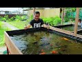 How I produce 5,000 Goldfish Babies in just 1 Week!! Basic Method in Raising and Breeding Goldfish!!