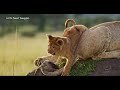 Relaxing Music to Relieve Stress, Healing Calm & Deep Inner Peace - Baby Animals