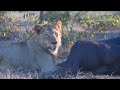 The Kruger National Park - Mopani - Incredible Lion encounter!
