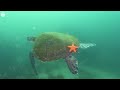 Stunning 4K (ULTRA HD) 🐠 The Best 4K Sea Animals With Calming Music