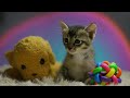 Cute Baby Animals - Unforgettable Cute Baby Animals Moments With Relaxing Music, Soothing Music