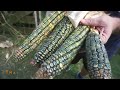 Harvesting Heirloom Oaxacan Corn... AMAZING!!!