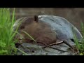 How Do Beavers Build Dams? | Nature on PBS