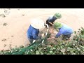 Amazing Big Fish Catching Skill - Traditional Net Catch Fishing in The River.  Part 1