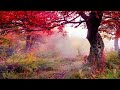 Fall Asleep Fast in a Forest | Perfect for study, sleep, relaxation, meditation and self-healing