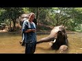 THAI ELEPHANT HOME EXTENDED VERSION with Nikola and Jan, several days living and riding elephants
