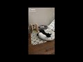 😂 Funniest Cats and Dogs Videos 😺🐶 || 🥰😹 Hilarious Animal Compilation №404