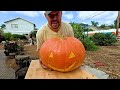 I Tried Growing a Giant Pumpkin Using a Chicken