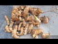 మామిడి అల్లం harvest|villagevlog|mammidi allam|vlogs