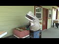 Catching a swarm of bees the easy way.