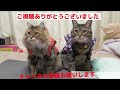 【ねこうんちく】ネコに懐いてもらう裏技　The secret to getting cats to miss you　#懐く   #ネコ　#hate