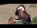 Must Watch- Birds Ducks Having Feast  At The Lake With Mandarin Duck