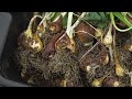 How to Store Tulip Bulbs (for Better Flowering Next Year!)
