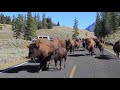 Bison Charge - Yellowstone National Park