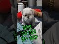 셀프로 사랑받는 강아지! Self-age? A dog loved by itself!