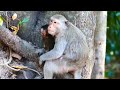 One day we will see their lives, let the mind cool down... One day with them...best monkey channel